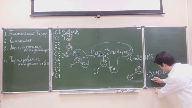 Система комплемента и пути ее активации (классический, лектиновый, альтернативный) смотреть онлайн