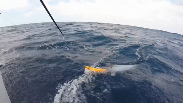 Рыбалка на Марлин в Мексике-Лос Кабос смотреть онлайн