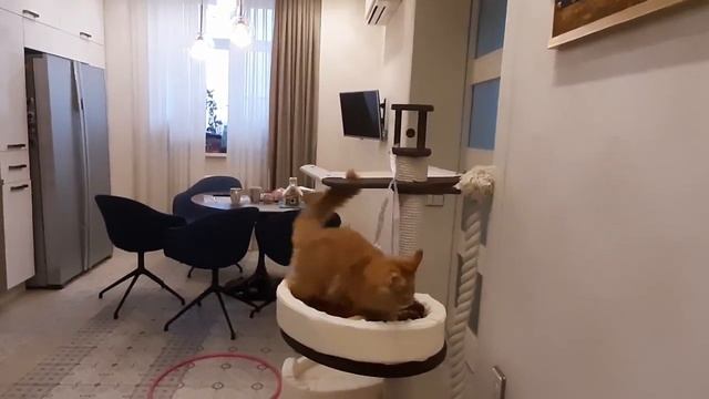 Рыжий шалун. МЕЙН-КУН Тимофей. 4 месяца смотреть онлайн