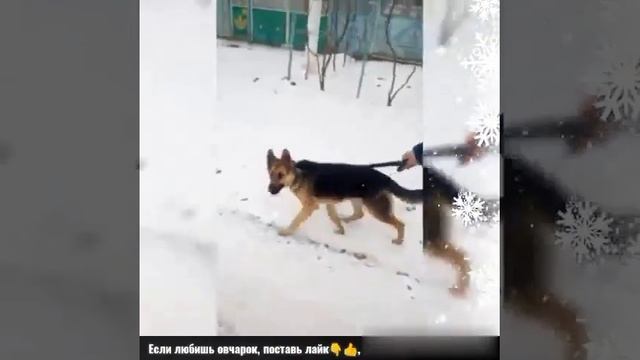 Гуляю с немецкой овчаркой!!! смотреть онлайн