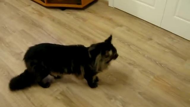 Кот мейн кун Джеки (питомник Montaro) смотреть онлайн