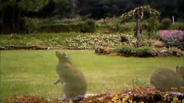 Wild Bunny (with hiccups) смотреть онлайн