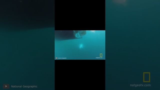 Тунец Весом Около 700 КИЛО! #shorts смотреть онлайн