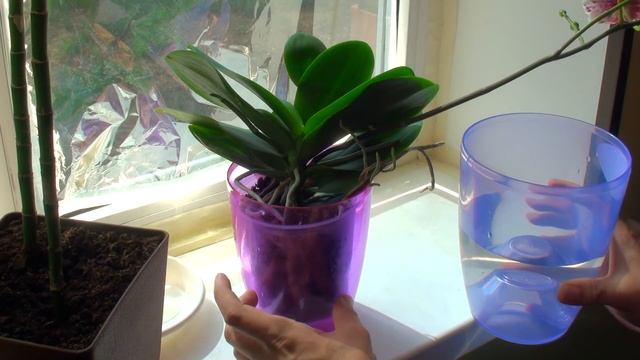 ПИТАТЕЛЬНЫЙ ПОЛИВ ОРХИДЕИ во время цветения смотреть онлайн