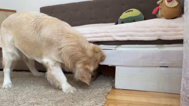 Golden Retriever Can't Stop Playing Hide and Seek With a Funny Cat смотреть онлайн