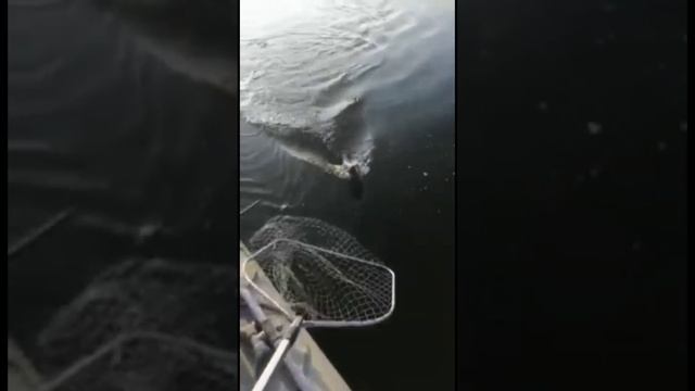 Ловля кеты в Камчатском крае на воблер 80 мм (13 гр) от Mr. Musurok