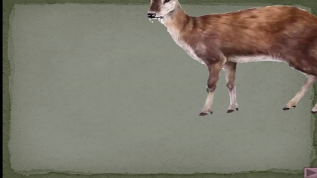 Презентация "Дикие лесные животные" смотреть онлайн