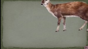 Презентация "Дикие лесные животные"