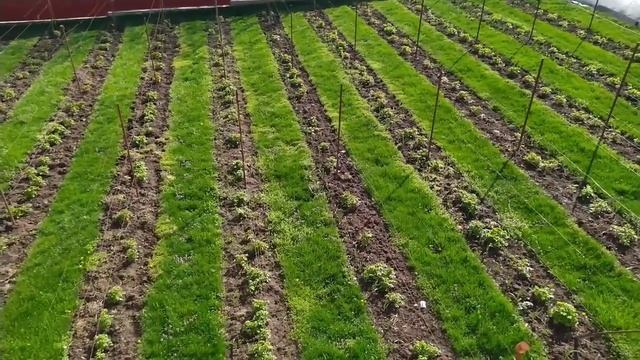 Станичная жизнь//как я готовлю борщ ?//хлопоты по дому ?//подкормка малины//дела огородные смотреть онлайн