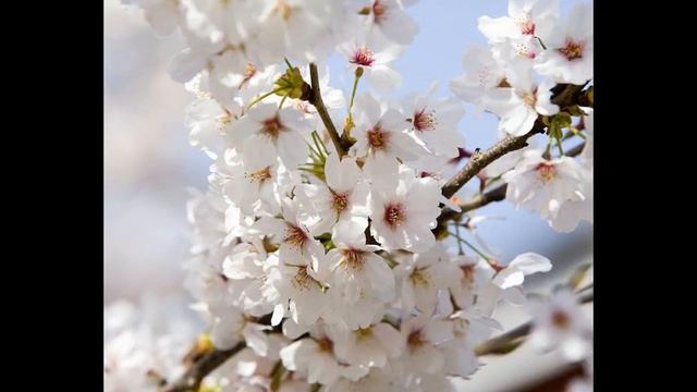 научиться правильно фотографировать зеркалкой смотреть онлайн