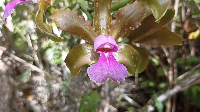 🟢 FLORAÇÕES DA CATTLEYA TENUIS E SUAS VARIAÇÕES NO SEU HABITAT NATURAL #natureza #orquídea #habitat