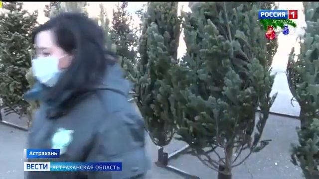 В Астрахани сотрудники Россельхознадзора проверили порядка 7 тысяч ёлок.mp4 смотреть онлайн