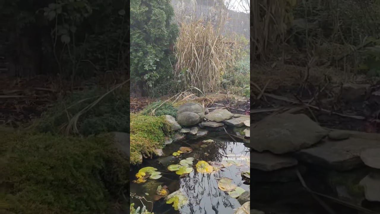 Наш ПРЕКРАСНЫЙ #сад 10 ноября. смотреть онлайн