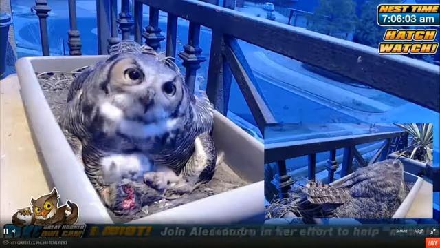 Mrs. T Feeding Java & Malaya On 2-13-15 смотреть онлайн