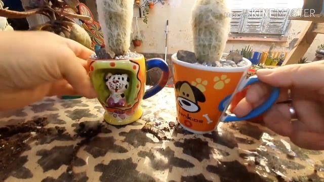 CACTUS VIEJITO Cephalocereus Senilis en nuevas MACETITAS recicladas que me regalo mi MAMA смотреть онлайн