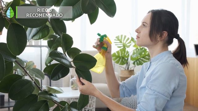 CUIDADOS del FICUS ELASTICA o FICUS ROBUSTA ? ¡Luz, riego, sustrato y más! ☀️ смотреть онлайн