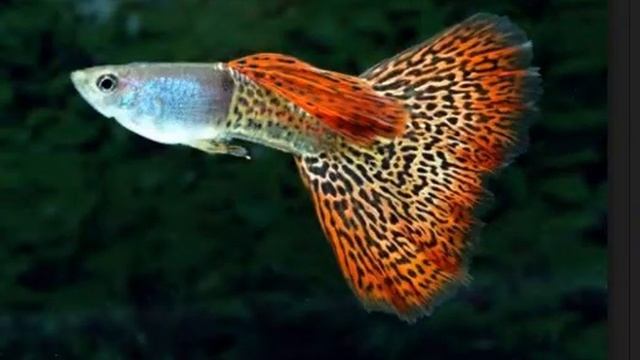 Уход. Рзведение и содержание - гуппи . смотреть онлайн