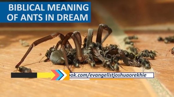 Biblical Meaning of ANTS in Dream - Dream About Ants