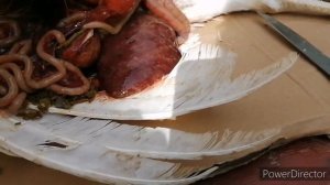 Гистомоноз у индюков.