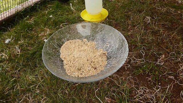 японские куры Шабо, лето 2018 смотреть онлайн