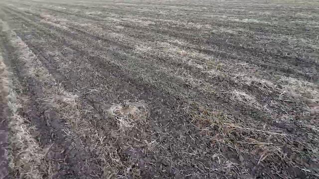 Перші всходи No-till посіву озимого ячменя с низькою нормою висів. смотреть онлайн