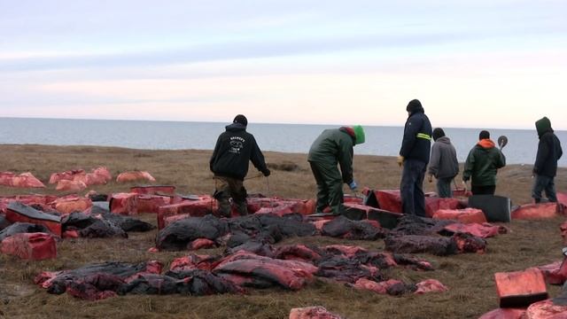 After the Kaktovik Whalers Harvest, Polar Bears Feast смотреть онлайн