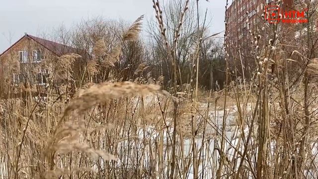 В Мордовии распускается верба смотреть онлайн