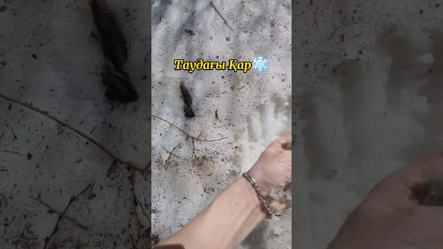 Сайрам-Өгемге Демалыс смотреть онлайн