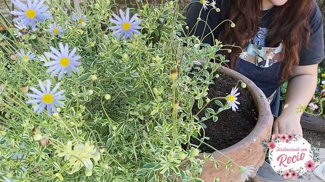 Margarita Azul - Agatea (Felicia Amelloides)