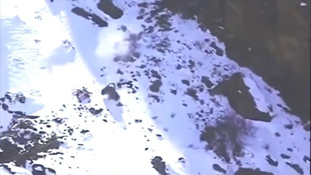 барс на охоте смотреть онлайн