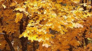 Футаж осенний  Клён