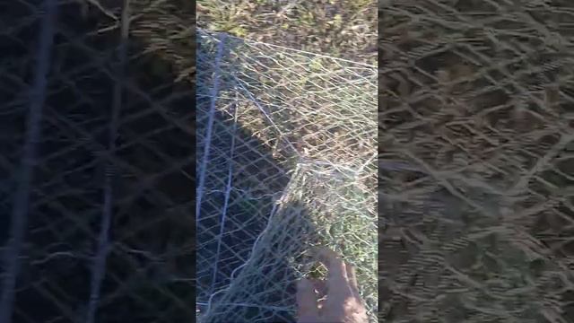 раколовка гармошка, снасть огонь для лова рака#раки #ручнаяработа#ловрака#ракивесной# смотреть онлайн