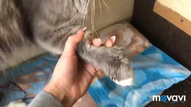 Мейн Кун полидакты ! А вы знаете кто это ? Maine Coon Polydactyl PolyCoon #Mainecoon