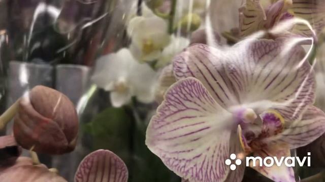 Свежий привоз Орхидей. Kaufland.#шикарныеорхиде# #Kauflandorchideen# смотреть онлайн