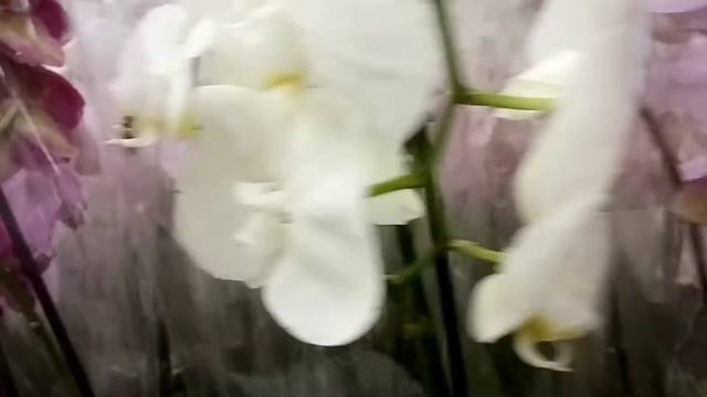 НОВОЕ ПОСТУПЛЕНИЕ РАСТЕНИЙ И ЦВЕТОВ. смотреть онлайн