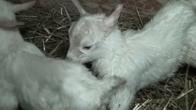 У нас пополнение! смотреть онлайн