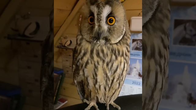 Наглая сова