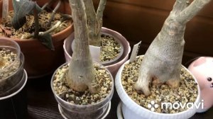 Обзор? адениумы в лечузе, что изменилось?