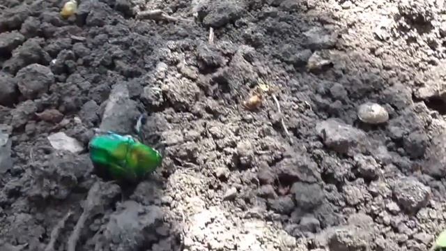 Красивый, зеленый жук смотреть онлайн