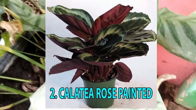 SIAPKAN KARUNG!! INILAH JENIS TANAMAN CALATHEA YANG BIKIN UNTUNG BESAR, JENIS - JENIS CALATHEA смотреть онлайн
