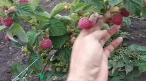 малина Маравилла в первый год плодоношения