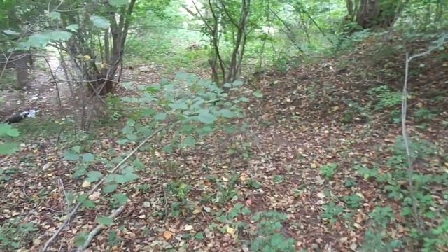 Напоить сад в засуху? Водой из воздуха! смотреть онлайн