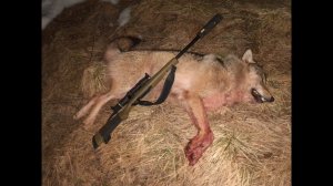 Охота на волка. Ваба. 223rem в деле!