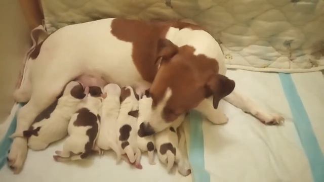 Щенки Джек Рассел терьер! Черкассы смотреть онлайн