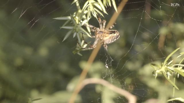 Скоро Лето!!! Spider cross. Паук Крестовик смотреть онлайн
