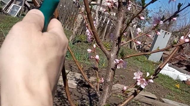 Обрезка Персика Весной. Правила обрезки персика для начинающих садоводов.