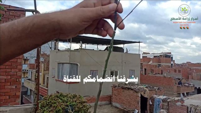 أسباب تساقط أوراق أشجار الحمضيات والموالح 🌱 смотреть онлайн