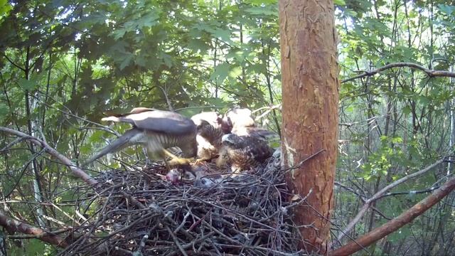 Самка ястреба-перепелятника кормит троих взрослых птенцов ( Accipiter nisus ) смотреть онлайн
