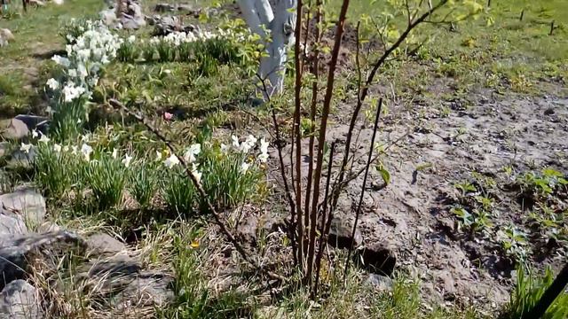 Цветут вишни и первоцветы смотреть онлайн