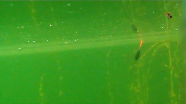 На ОЗЕРЕ, Вид на поклевки с разных ракурсов, Рыбалка, Поплавочная удочка. Fishing angeln câu cá смотреть онлайн